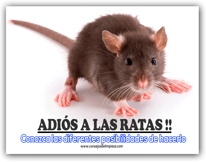 ▷ Cómo matar ratas【Consejos para matar ratones】