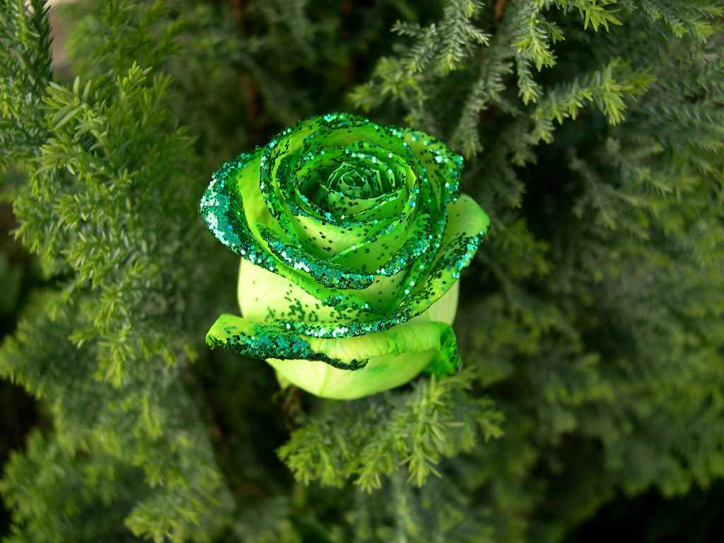 Flower Photos Amazing Green Rose