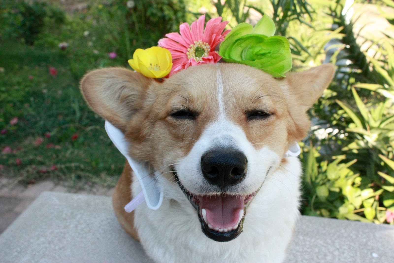 Love, Nessa DIY Dog Flower Crown