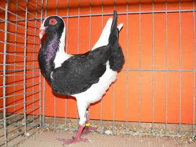 Huhnschecke - Poule Hongrois - utility pigeons