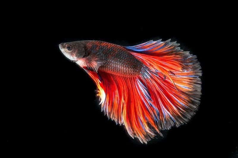 What Does Beta Fish Eat Image What Does Beta Fish Eat