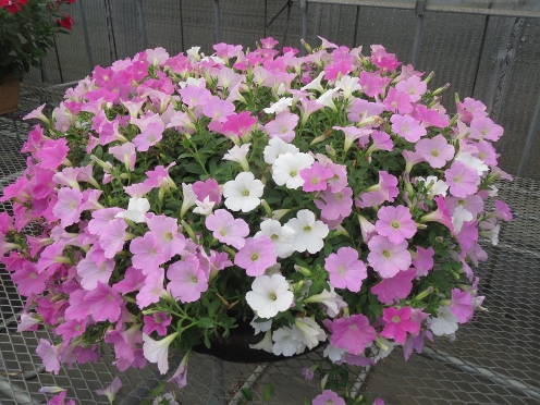 千葉大学 花卉 苗生産ブログ 課題 樽プランターを花で埋め尽くす18 結果発表