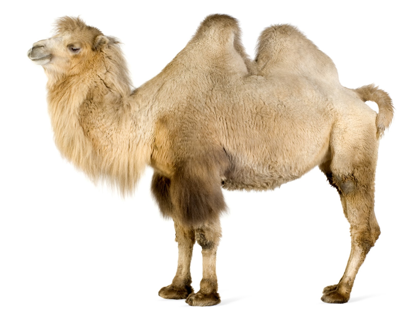 Camel Animal Wildlife