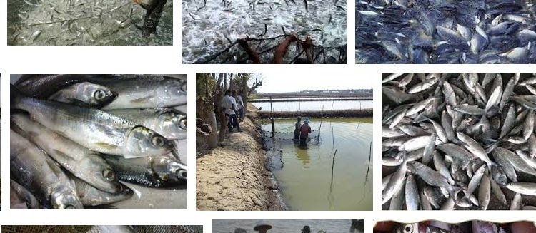 Mengenal Ikan Bandeng Secara Detail