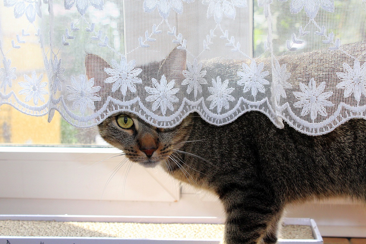 How to Introduce Your Cat to Your New Baby