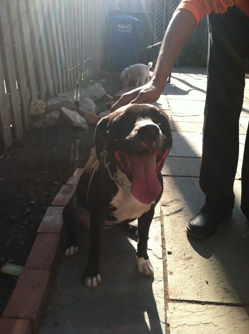 bloomingdale Young Female Pit Bull Found