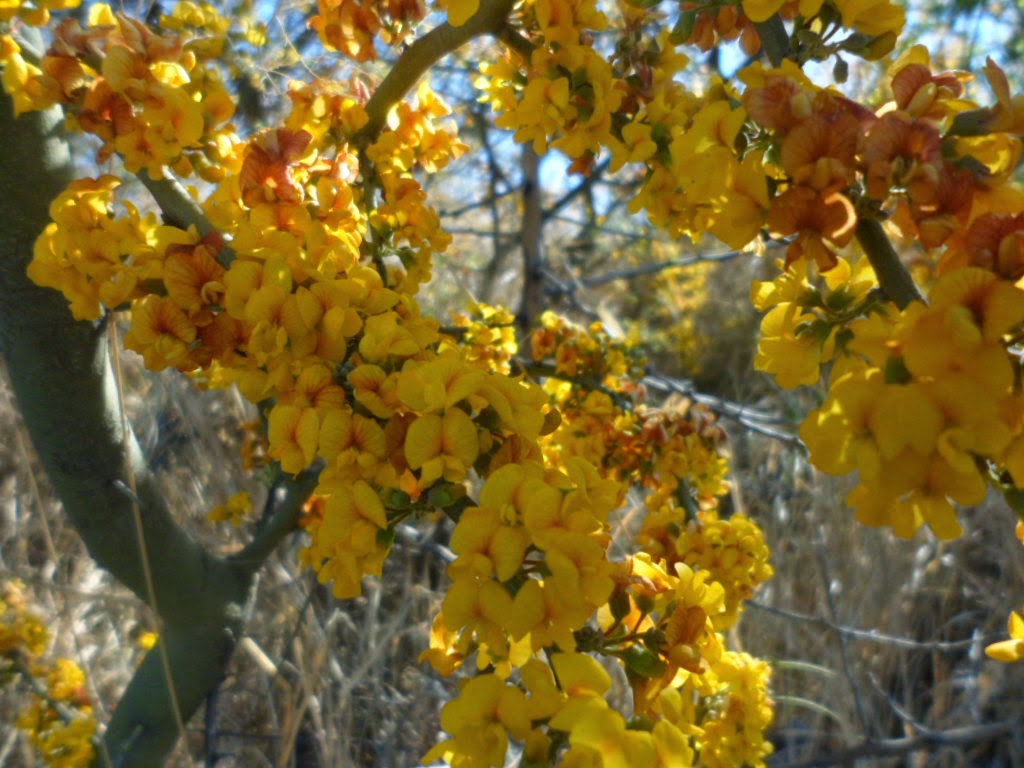 Aromito en flor: Chañar, Geoffroea decorticans