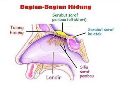 [Kunci Jawaban] Perhatikan gambar sistem pernapasan berikut! Proses