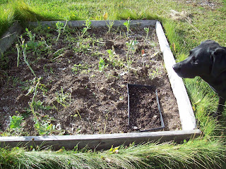 Wicked Raven Farm Blog: Wicked Cherries