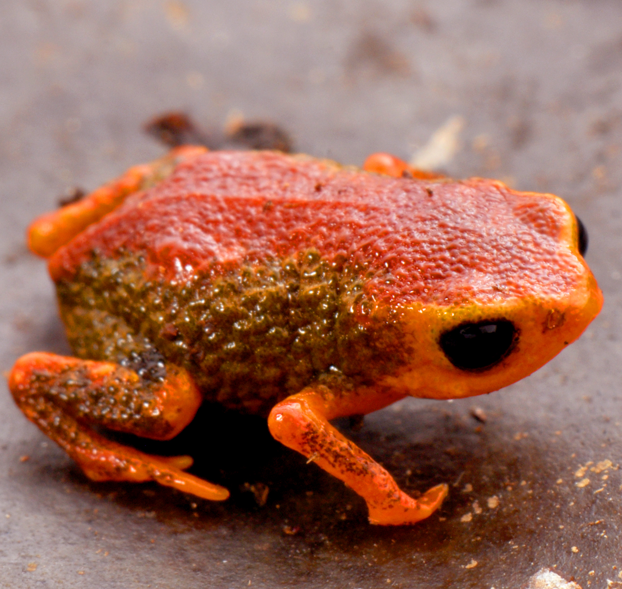 Species New to Science [Herpetology • 2017] Brachycephalus coloratus