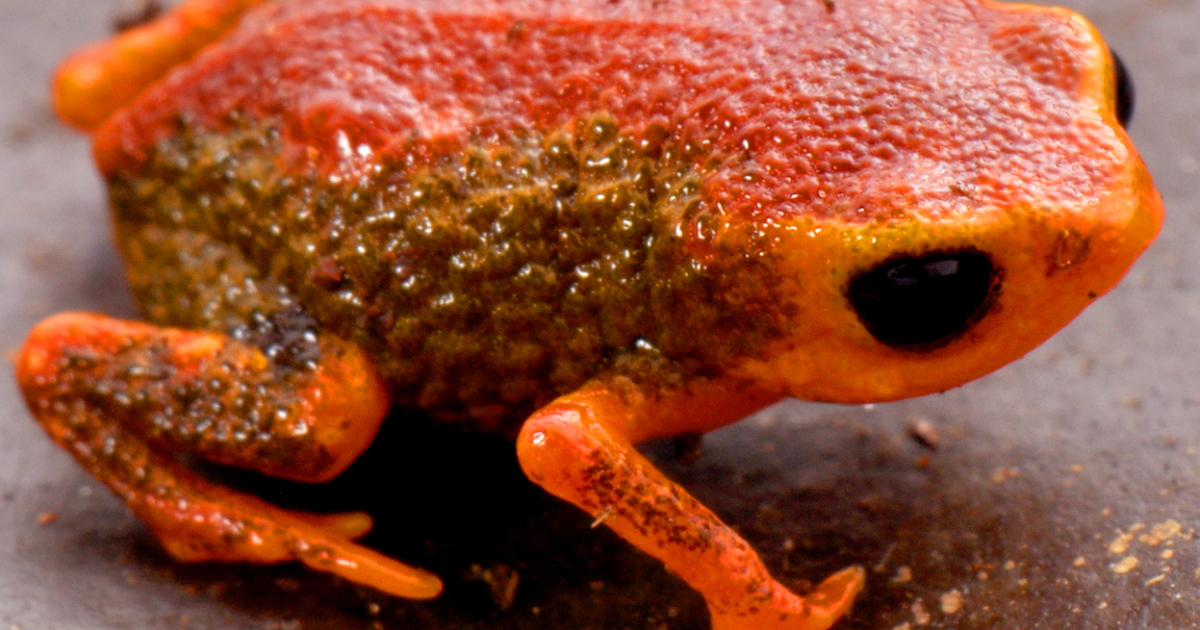 Species New to Science [Herpetology • 2017] Brachycephalus coloratus