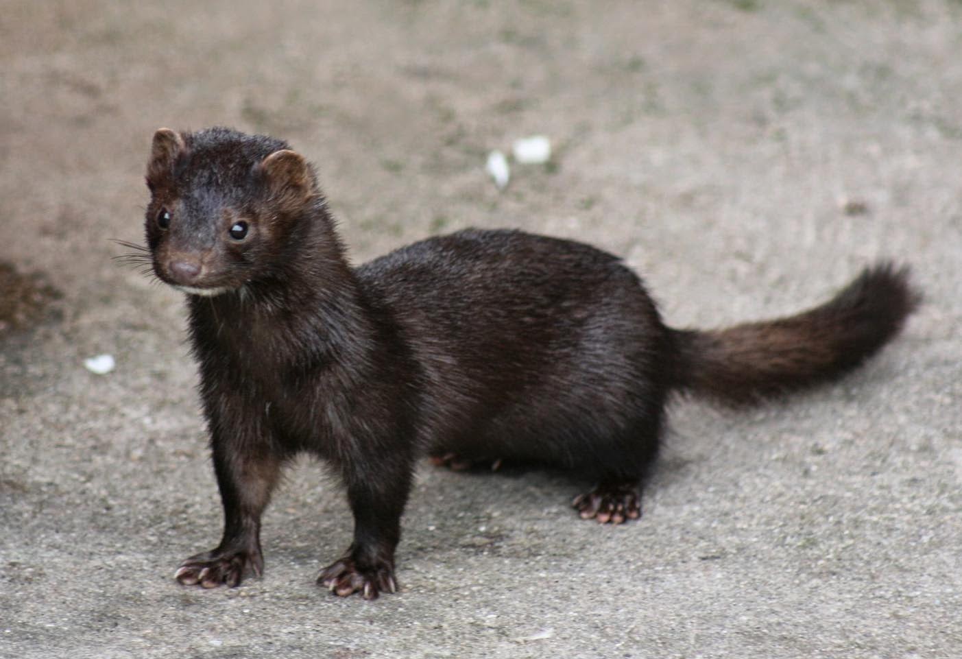Animals World wildlife animals of american mink images collection