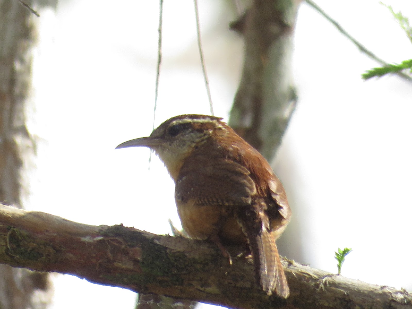 Bird & Travel Photos, Birding Sites, Bird Information CAROLINA WREN