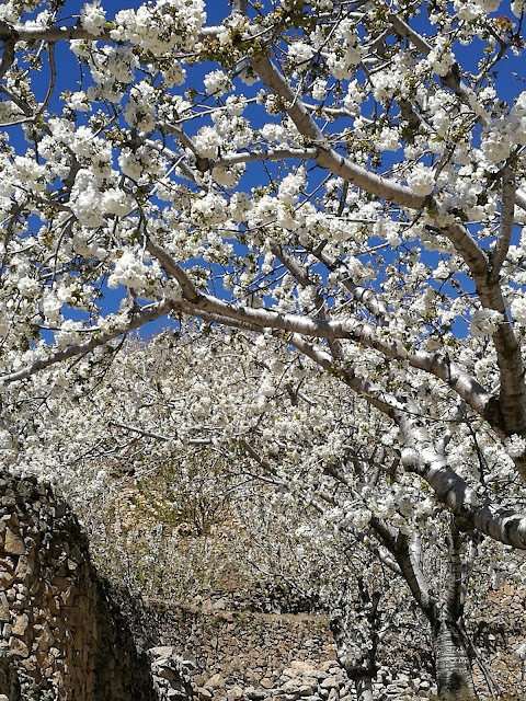El Valle del Jerte en floración. Tornavacas y su mirador