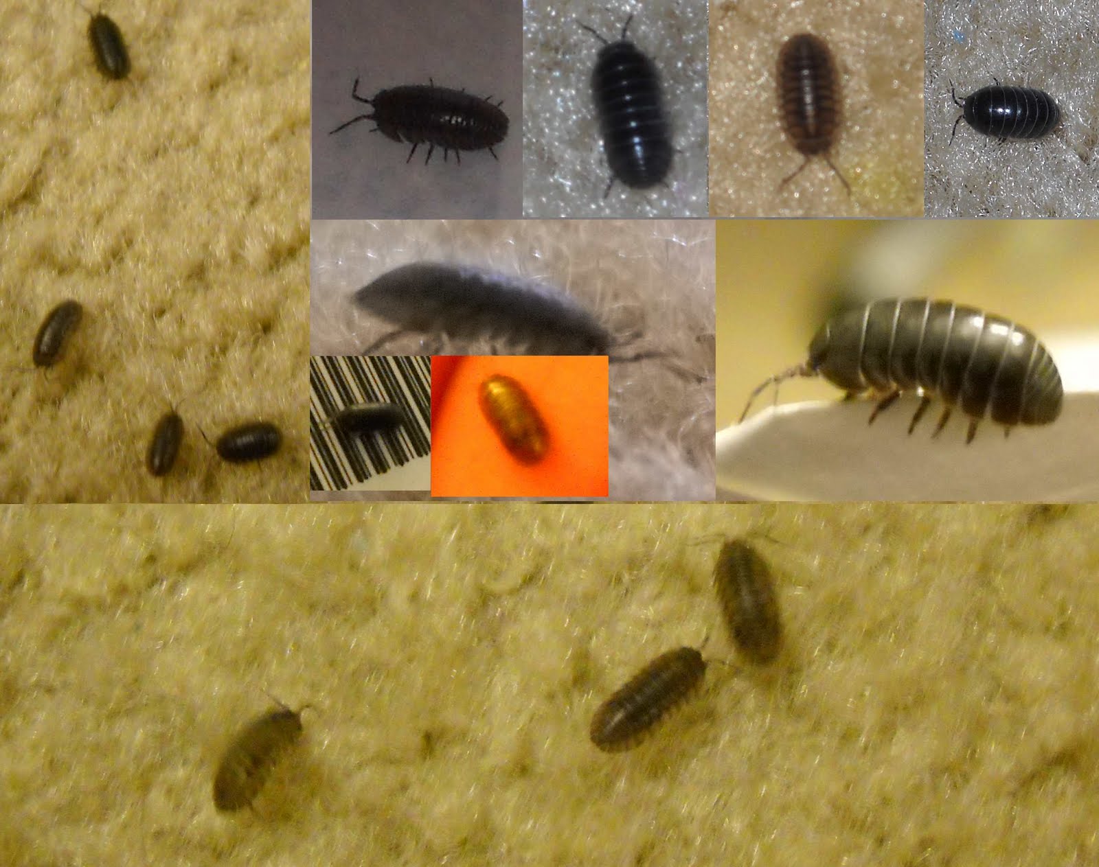 How Do Pill Bugs Move