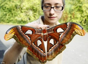 Mariposa Atlas attacus - uma das maiores do mundo