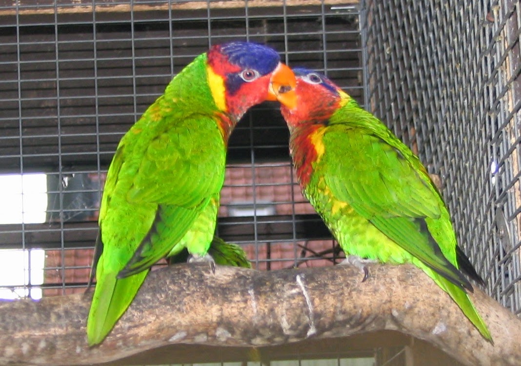 Kumpulan Foto Burung Betet Terbaik - Media Karya Edukasi