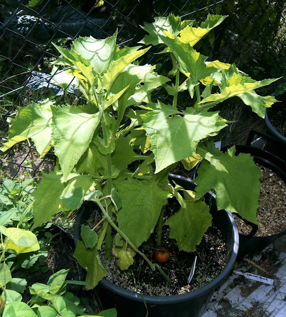 Yacon-Gaucho (Polymnia connata)
