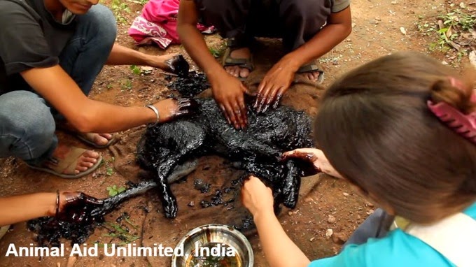 : Animal Aid Unlimited: Animal Care Center in Udaipur,  Rajasthan