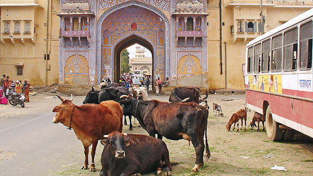 Vaches devant la porte du City Palace à Jaipur