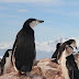Memebuster #2: Eric the God-eating Penguin