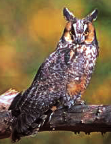 Endangered New Jersey: Jersey Owls