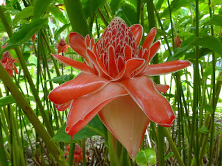 Etlingera elatior - Rose de porcelaine Etlingera elatior - Rose de porcelaine