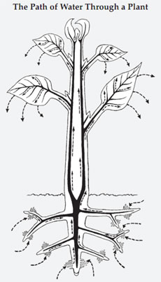 Plant Life: Water and Solute Movement in Plants