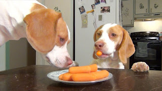 carrots for your dog