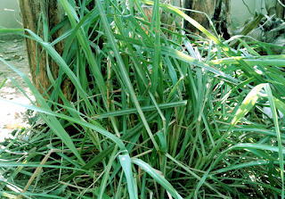 Nature power and benefits of Lemongrass Nature power and benefits of Lemongrass