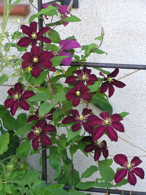 clematis Niobe