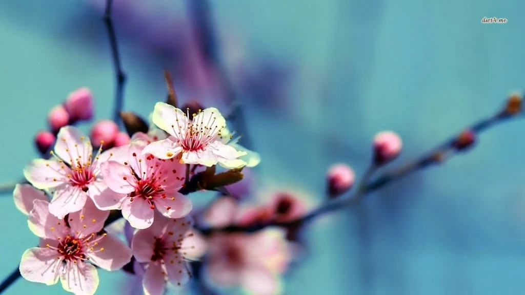 10 Gambar Wallpaper Bunga Sakura  Gambar Top 10