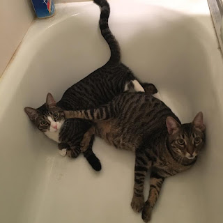 two cats in bathtub