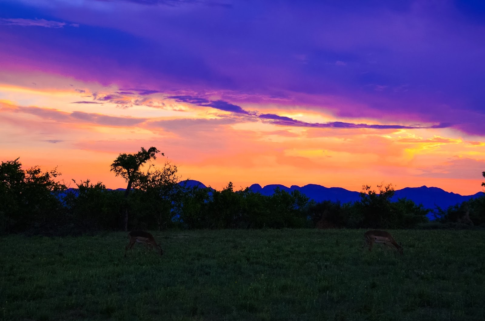 sunset on safari