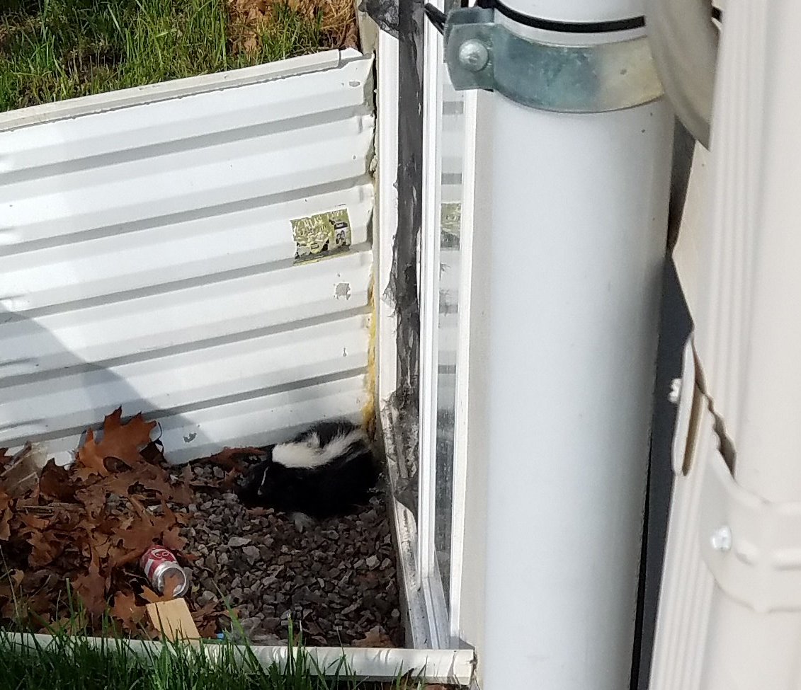 Hefkervelt Photos Lakewood chaveirim animal control unit