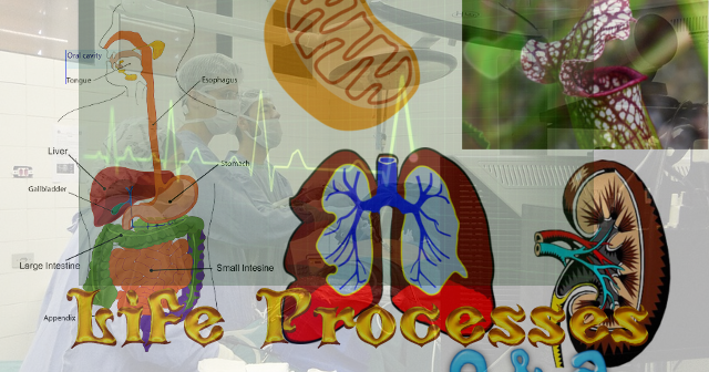 Cbse papers questions answers mcq class 10 biology ch6 life processes cbsenotes 