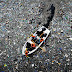 An Ocean of Garbage – “The Great Pacific Garbage Patch”