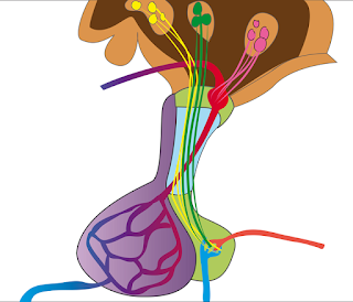 Comienza el curso de Continuum "Endocrinología Pediátrica 2018"