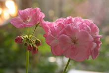 Mina pelargoner