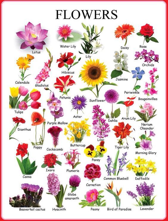 Click on A FLOWER GUIDE (FOR St. VALENTINE)