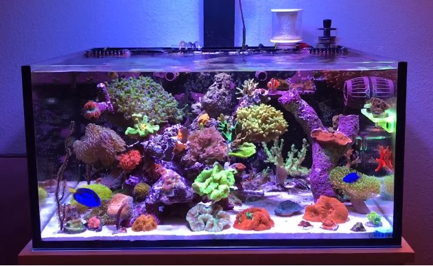 Memelihara Ikan Hias Air Laut - Tips dan Cara Tips Memelihara Ikan Hias Air Laut - Tips dan Cara
