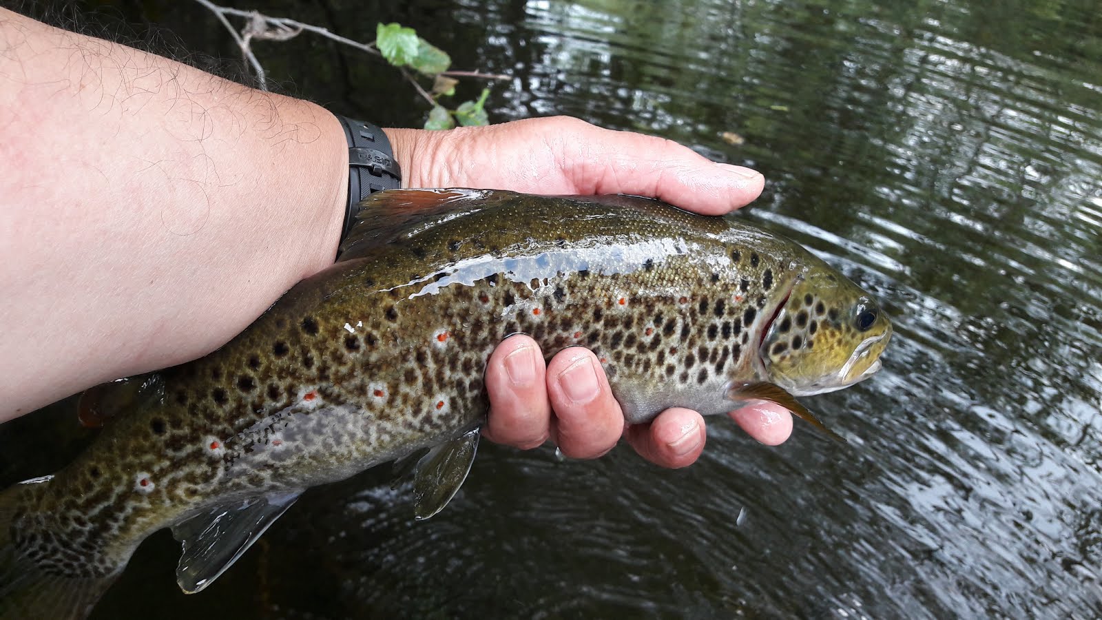 UN DÍA DE PESCA POR EL OMAÑA.