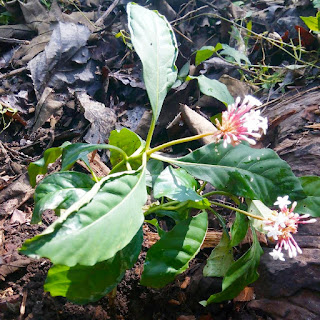 Manfaat Pule Pandak Bagi Kesehatan Salah Satunya Antihipertensi Pule pandak atau Pulai Pandak orang Jawa menyebutnya Manfaat Pule Pandak Bagi Kesehatan Salah Satunya Antihipertensi