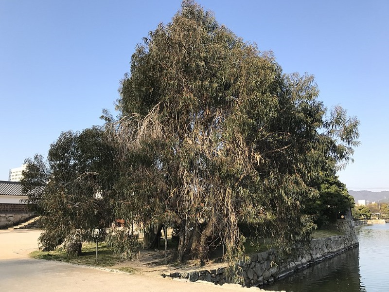 BOREDPANDA PHOTOS AND VIDEOS Top 10 Most Famous Trees in Asia