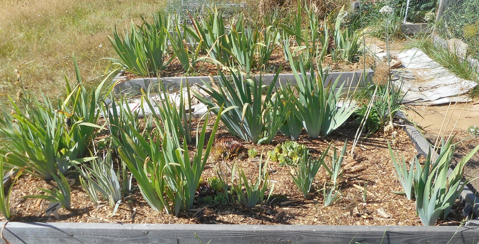 Daniel's Pacific NW Garden Bearded Iris Beds. 7.16.15