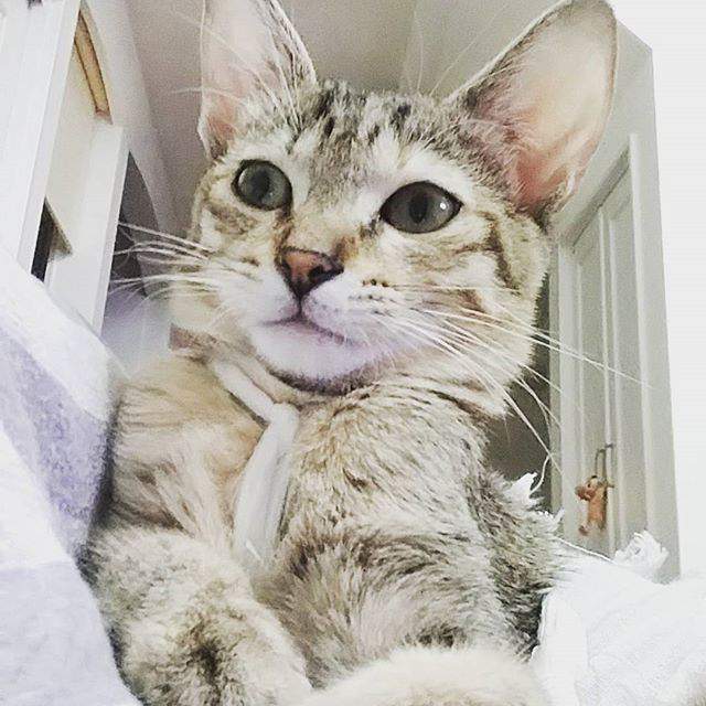 100 Gambar Kucing Imut-Imut Dan Lucu Untuk Wallpaper Hp 100 Gambar Kucing Imut-Imut Dan Lucu Untuk Wallpaper Hp