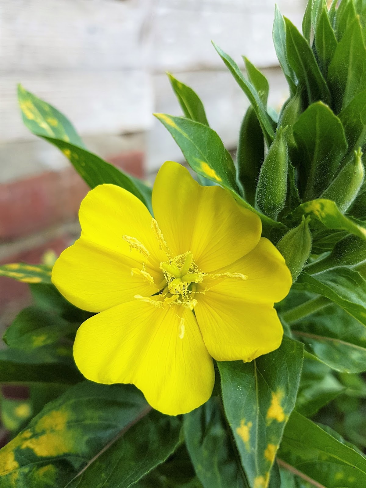 Rachel Patterson Witch and Author A Witch's Garden Evening Primrose