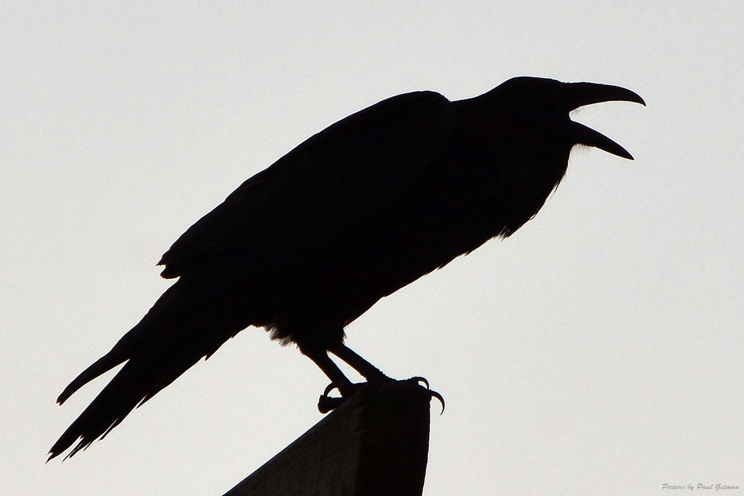 Shutterbugs Capturing the World Around Us: Raven silhouette