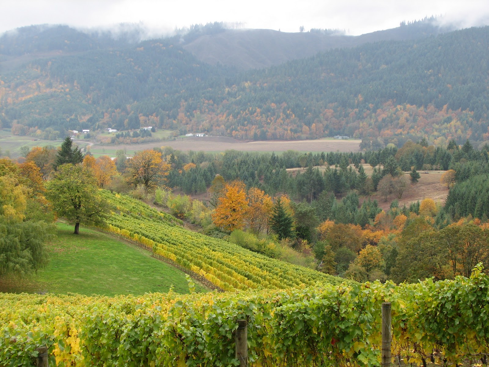 DESTINATIONS NORTHWEST Washington County Wineries