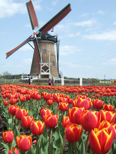 an old dutch style windmill